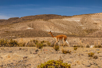 Naklejka premium Vicuna (Lama vicugna) in Reserva nacional de Salinas y Aguada Blanca, Peru