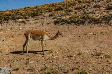 Obraz premium Vicuna (Lama vicugna) in Reserva nacional de Salinas y Aguada Blanca, Peru