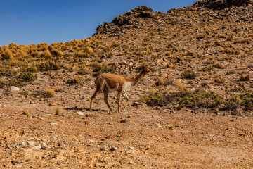 Fototapeta premium Vicuna (Lama vicugna) in Reserva nacional de Salinas y Aguada Blanca, Peru