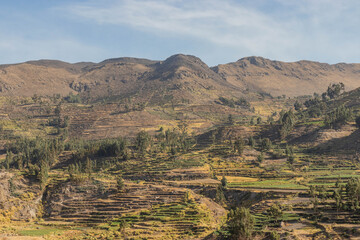 Obraz premium View of Colca valley, Peru