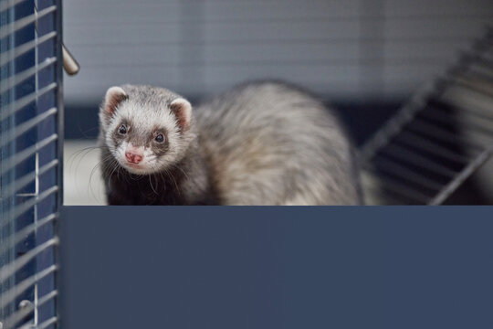 Close-up of a Thirsty Dark sable Ferret Drinking Water from a Spout in a Wire Cage