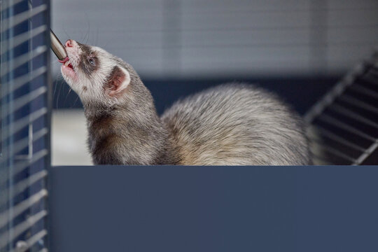 Close-up of a Thirsty Dark sable Ferret Drinking Water from a Spout in a Wire Cage