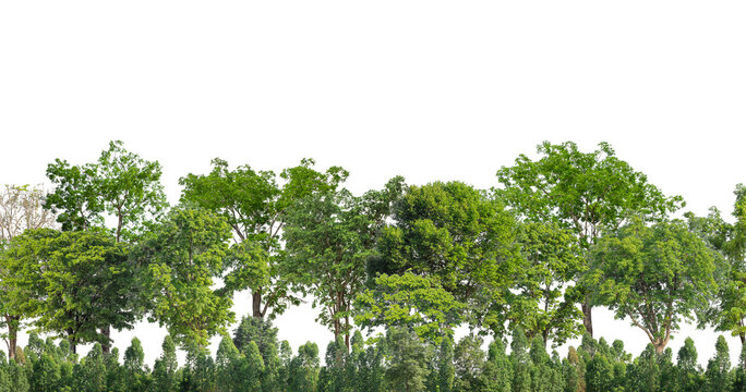 Cutout tree line. Forest and green foliage in summer. Row of trees and shrubs isolated on transparent background. Forest scape. High quality clipping mask