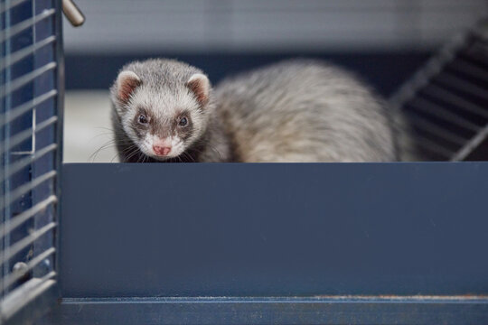 Close-up of a Thirsty Dark sable Ferret Drinking Water from a Spout in a Wire Cage