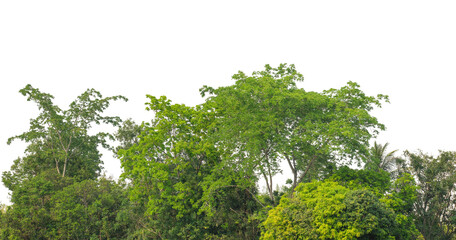 Fototapeta premium Cutout tree line. Forest and green foliage in summer. Row of trees and shrubs isolated on transparent background. Forest scape. High quality clipping mask