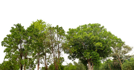 Fototapeta premium Cutout tree line. Forest and green foliage in summer. Row of trees and shrubs isolated on transparent background. Forest scape. High quality clipping mask