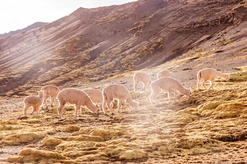 Naklejka premium Herd of alpacas near Vinicunca Rainbow mountain, Peru