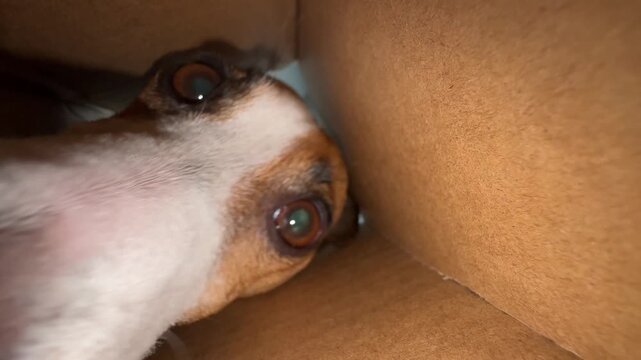 A dog looks into a bag. View from the inside.