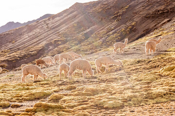 Naklejka premium Herd of alpacas near Vinicunca Rainbow mountain, Peru