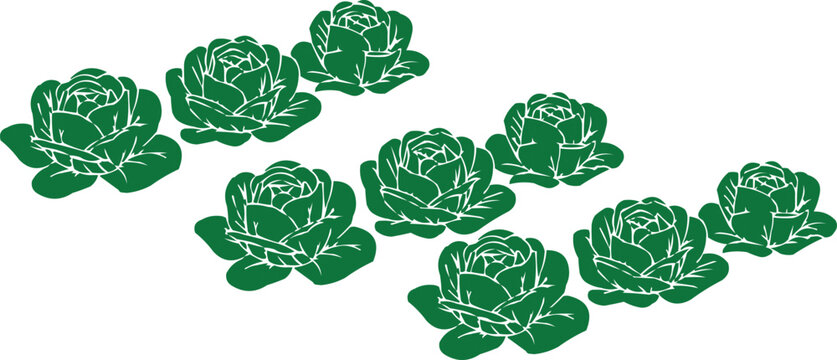 Green Cabbage Illustration Pattern Collection