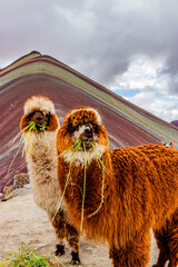 Naklejka premium Alpacas at Vinicunca Rainbow mountain, Peru