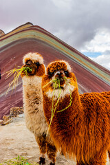 Fototapeta premium Alpacas at Vinicunca Rainbow mountain, Peru