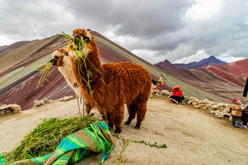 Naklejka premium VINICUNCA, PERU - DECEMBER 8, 2022: Alpacas at Vinicunca Rainbow mountain, Peru