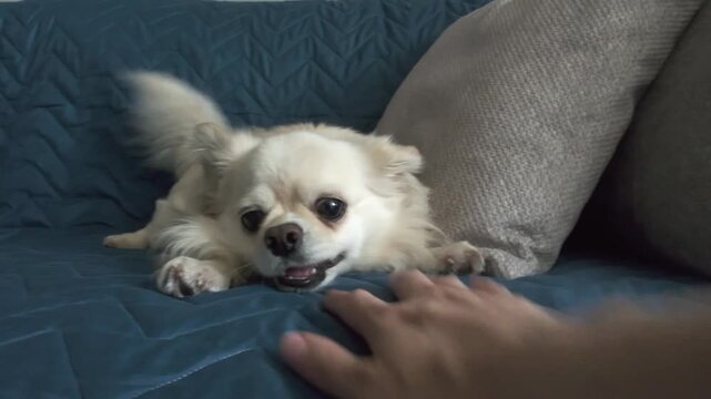 Playing with a small Chihuahua at home