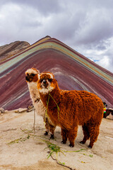 Naklejka premium Alpacas at Vinicunca Rainbow mountain, Peru