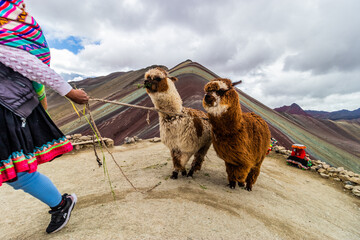 Naklejka premium Alpacas at Vinicunca Rainbow mountain, Peru