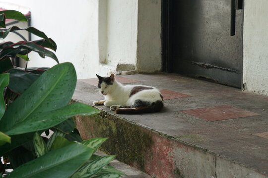 gato tomando un descanso en colombia