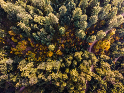 Aerial view of the dense pine forest of Shogran with a winding dirt road and vibrant autumn foliage Balakot, Khyber Pakhtunkhwa, Pakistan.