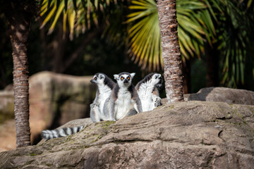 Naklejka premium Ring-tailed lemur