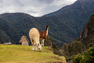 Fototapeta premium Llamas (Lama glama) at the terraces of Machu Picchu ruins, Peru