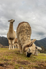 Naklejka premium Llamas (Lama glama) at the terraces of Machu Picchu ruins, Peru