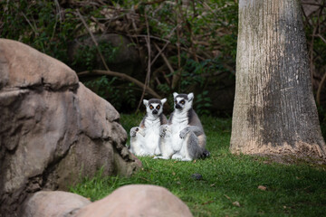 Naklejka premium Lemur catta