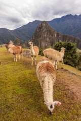 Obraz premium Llamas (Lama glama) at the terraces of Machu Picchu ruins, Peru