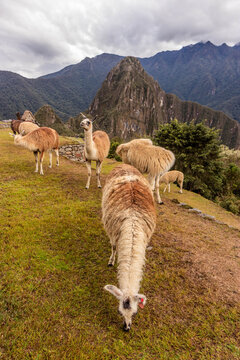 Llamas (Lama glama) at the terraces of Machu Picchu ruins, Peru