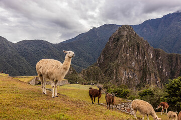 Fototapeta premium Llamas (Lama glama) at the terraces of Machu Picchu ruins, Peru
