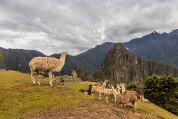 Fototapeta premium Llamas (Lama glama) at the terraces of Machu Picchu ruins, Peru