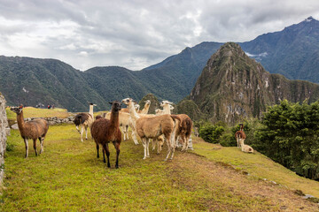 Fototapeta premium Llamas (Lama glama) at the terraces of Machu Picchu ruins, Peru