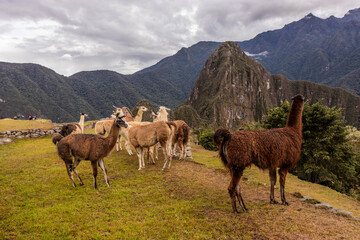 Naklejka premium Llamas (Lama glama) at the terraces of Machu Picchu ruins, Peru
