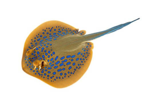 Bluespotted stingray isolated on white background