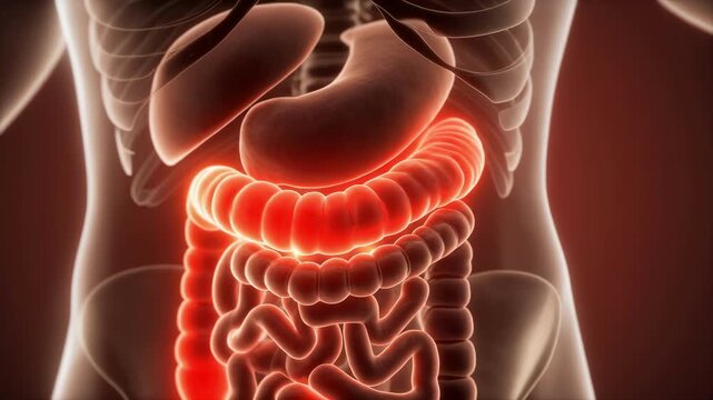 Digestive Tract Illustration Showing Bile Reflux and Esophageal Tissue Irritation in Medical Anatomy