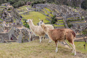 Fototapeta premium Llamas (Lama glama) at the terraces of Machu Picchu ruins, Peru