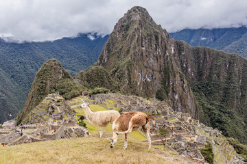 Naklejka premium Llamas (Lama glama) above Machu Picchu ruins, Peru