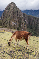 Fototapeta premium Llama (Lama glama) at the terraces of Machu Picchu ruins, Peru