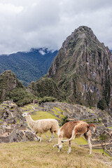 Naklejka premium Llamas (Lama glama) above Machu Picchu ruins, Peru