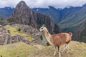 Obraz premium Llama (Lama glama) above Machu Picchu ruins, Peru