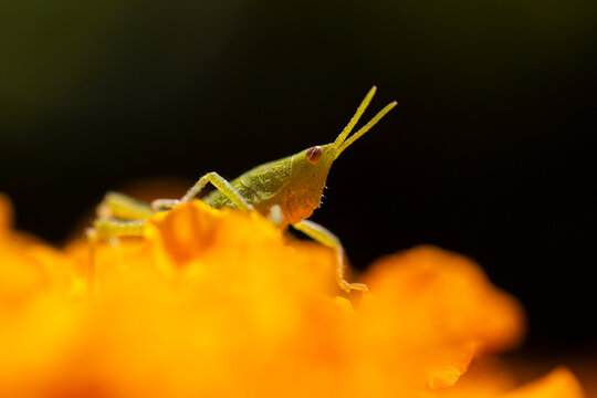 Saltamontes