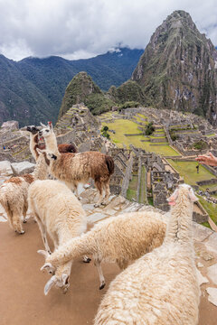 Llamas (Lama glama) at Machu Picchu ruins, Peru