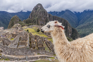 Obraz premium Llama (Lama glama) at Machu Picchu ruins, Peru