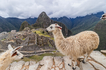 Naklejka premium Llamas (Lama glama) at Machu Picchu ruins, Peru