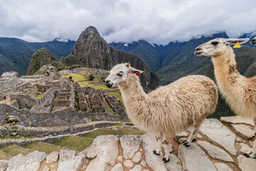Naklejka premium Llamas (Lama glama) at Machu Picchu ruins, Peru