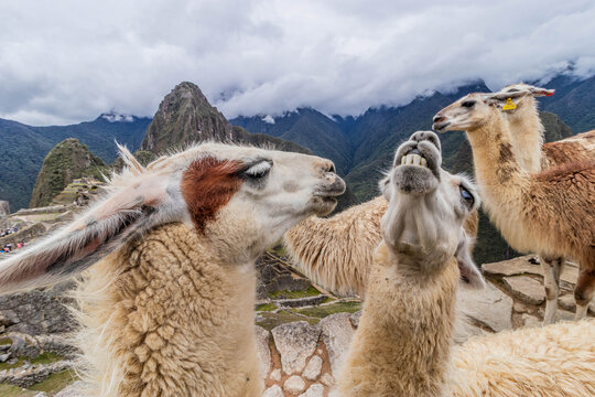 Llamas (Lama glama) at Machu Picchu ruins, Peru