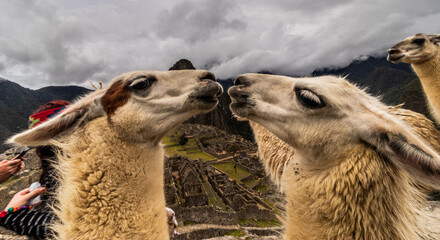Naklejka premium Llamas (Lama glama) at Machu Picchu ruins, Peru