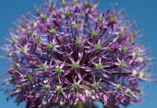 Close-up of a purple ornamental onion flower against a blue sky
