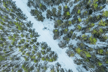 Sosnowy las zimą. Korony drzew, ziemia, leśne drogi pokryte są warstwą śniegu. Zdjęcie wykonane z wysokości przy użyciu drona. © boguslavus