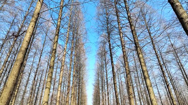 Leafless Forest Rows Under Clear Blue Sky