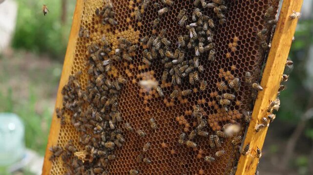  beekeeper holding hive frame filled with honey bees 4k